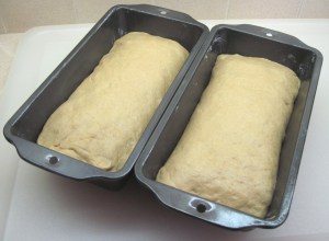 ready to rise in the pans