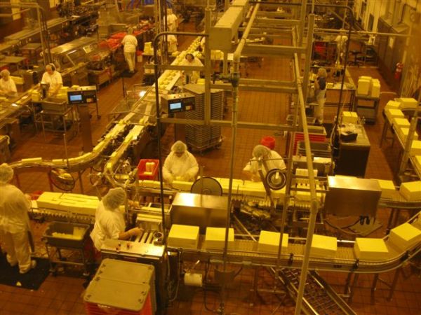 world's worst job in the cheese factory