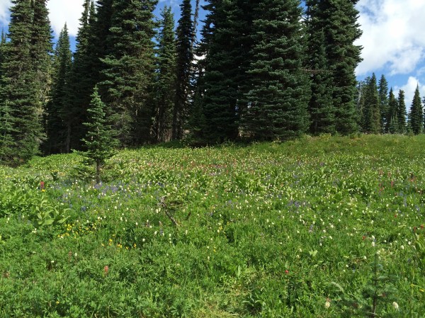 A meadow full of flowers