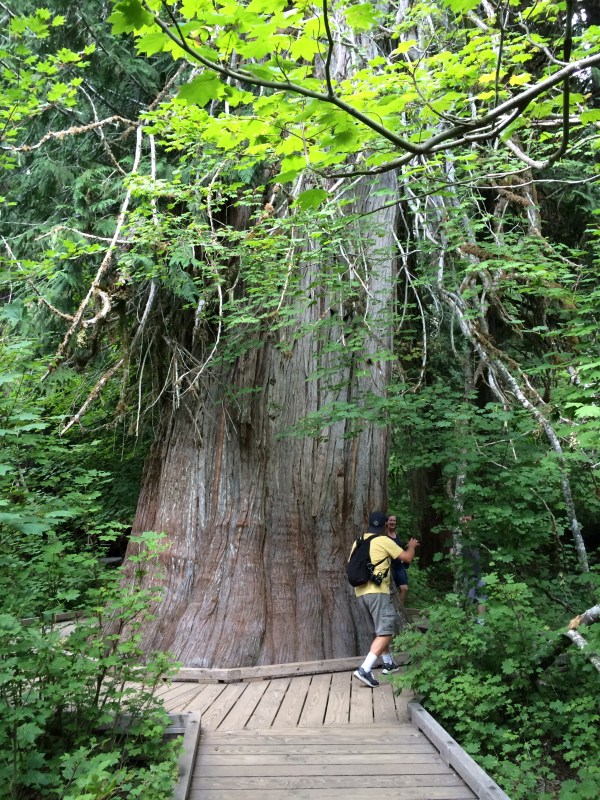 A very large tree