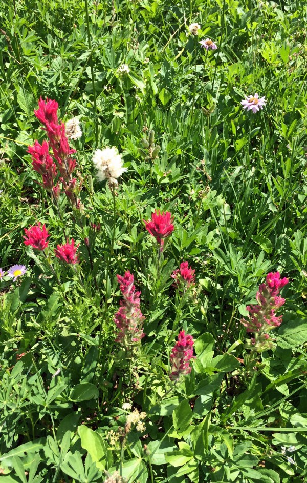 Indian Paintbrush