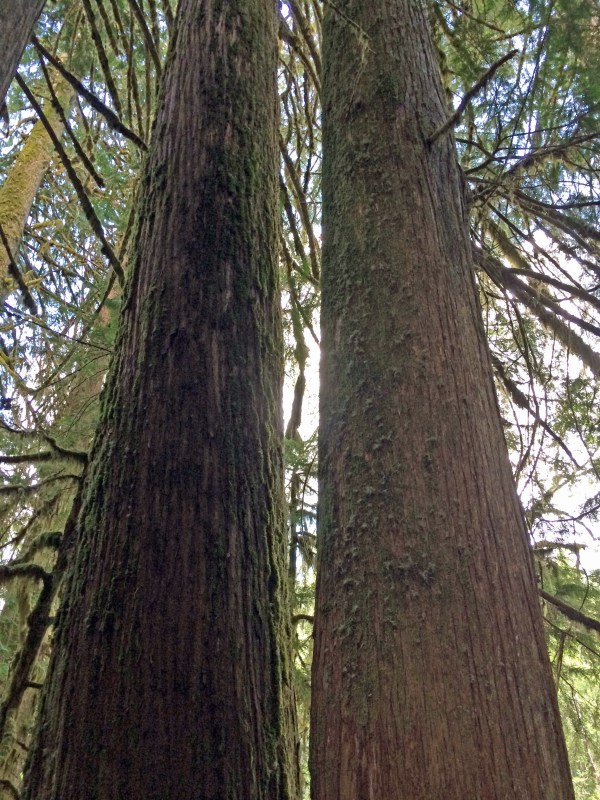 Twin towering trees