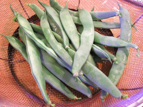 Homegrown green beans