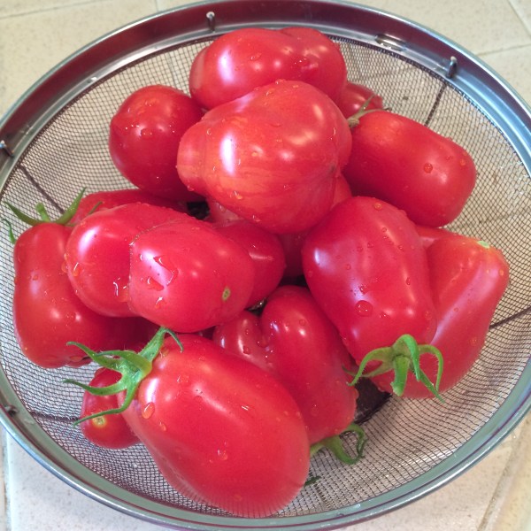 Homegrown plum tomatoes