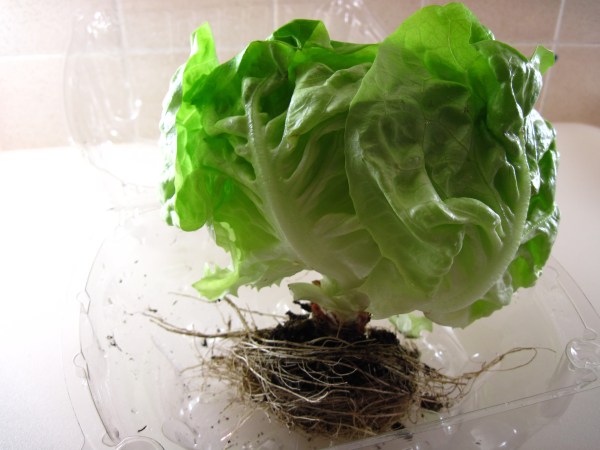 Living Butter Lettuce
