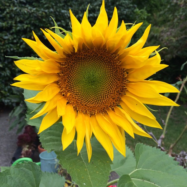 Volunteer sunflower - bloomed 7-29-16.jpg