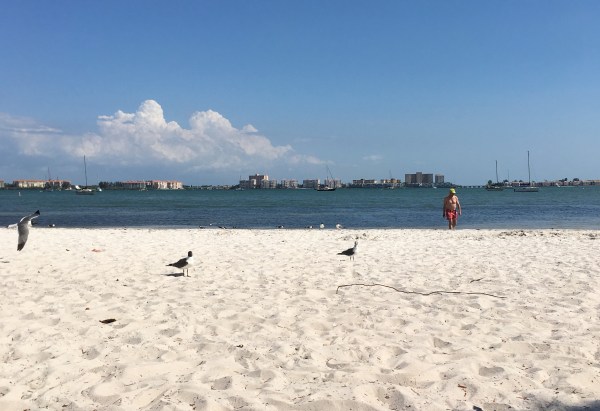Bob and Laughing Gulls at Gulfport Beach