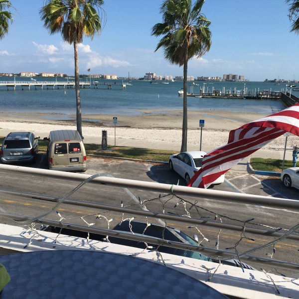 Manatees on the Bay.jpg