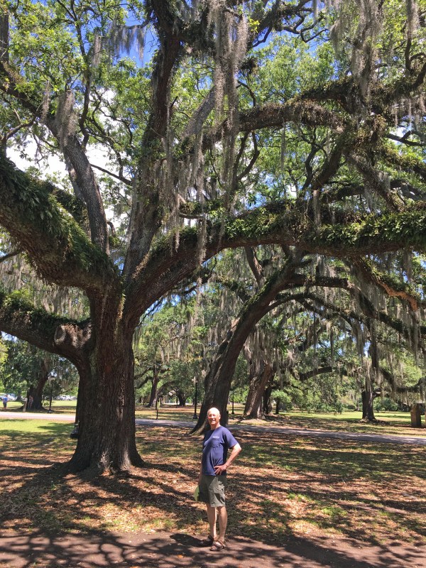 Audubon park, oak tree with Spanish moss