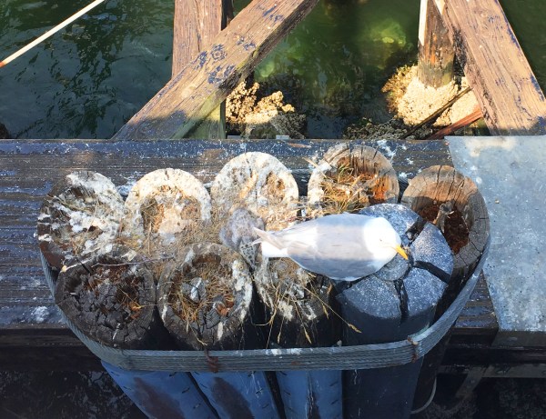 Gull chick on the Port Angeles dock